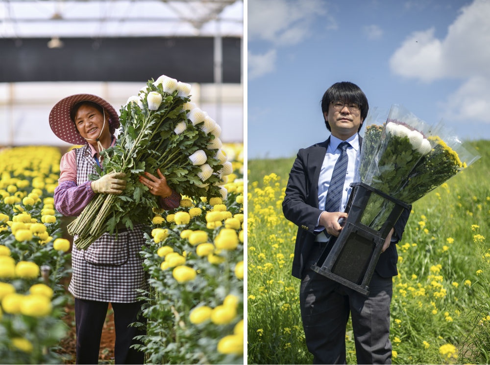 這張拼版照片中，左圖為2023年3月22日在中國云南省開遠(yuǎn)市，花農(nóng)李蘭英在采摘鮮花；右圖為2023年4月3日在日本埼玉縣三鄉(xiāng)市，經(jīng)營花卉公司的小西武為訂貨的花店送花。中國云南有著亞洲最大的鮮切花交易市場，一年可以賣出110億枝鮮切花。春季云南大量鮮花進(jìn)入盛花期，各類鮮花通過冷鏈物流陸續(xù)進(jìn)入日本市場，成為當(dāng)?shù)厝松畹拿利慄c(diǎn)綴。