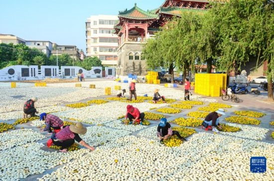 11月25日，在廣東省江門市新會區(qū)一處空地，人們對新會柑皮進(jìn)行翻皮晾曬。