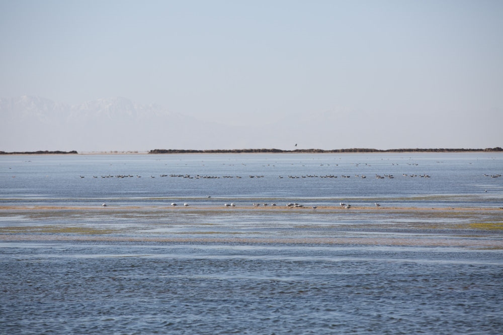 鳥兒在青海察爾汗鹽湖邊的淡水湖上棲息（2017年9月10日攝）。新華社記者 金立旺 攝