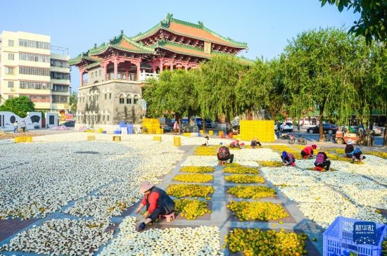 11月25日，在廣東省江門市新會區(qū)一處空地，人們對新會柑皮進(jìn)行翻皮晾曬。