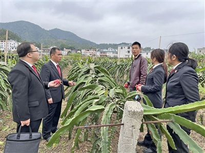  圖④：岑溪法院糯垌法庭法官深入轄區(qū)火龍果基地調(diào)研。