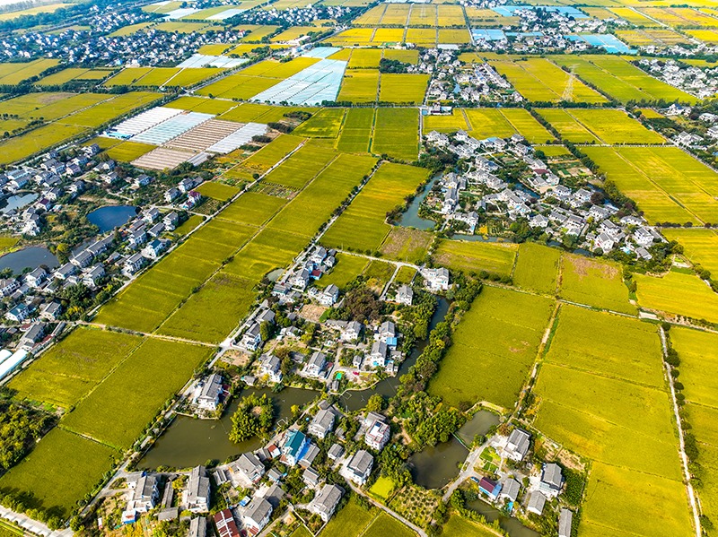 2023年10月22日，浙江海寧市黃灣鎮(zhèn)，金秋時節(jié)，金黃色的稻田與美麗鄉(xiāng)村構成一幅寧靜祥和的畫卷。