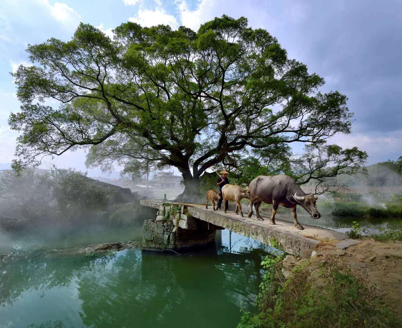 鹿鳴橋。(鄭紀(jì)人物處配圖) 張穎 攝