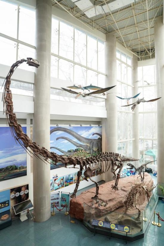 南京古生物博物館展出的馬門溪龍模型。新華社記者李博 攝