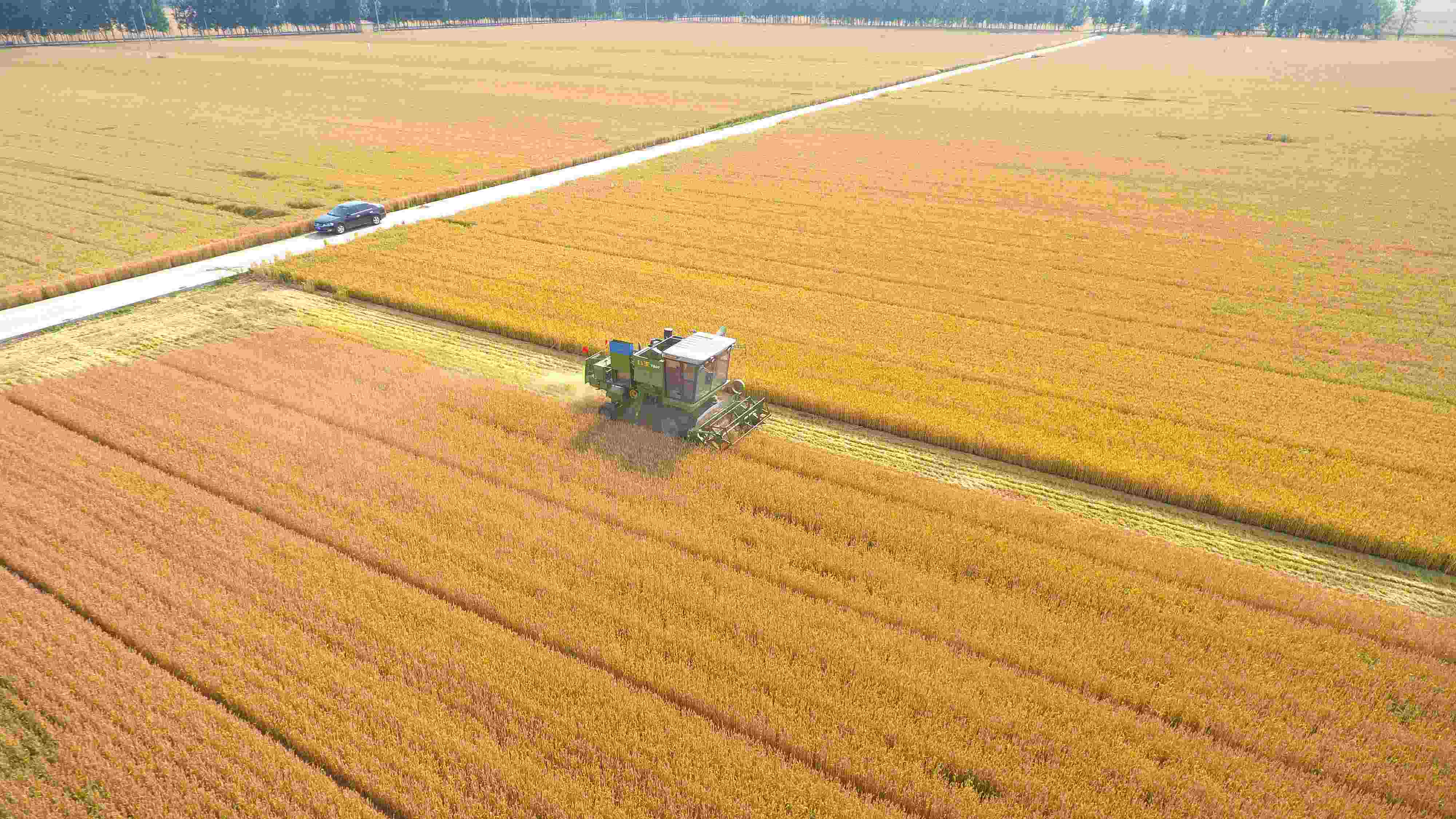 △ 2023年6月5日，山東聊城茌平區(qū)賈寨鎮(zhèn)王藥包村，收割機在田間進行小麥收割作業(yè)。