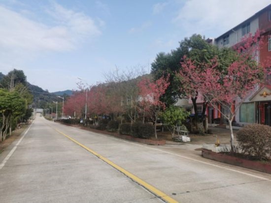 道路兩旁的山櫻花。將樂(lè)縣農(nóng)業(yè)農(nóng)村局供圖