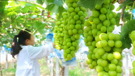 小屯村葡萄園里的陽(yáng)光玫瑰葡萄。肖俊楠攝