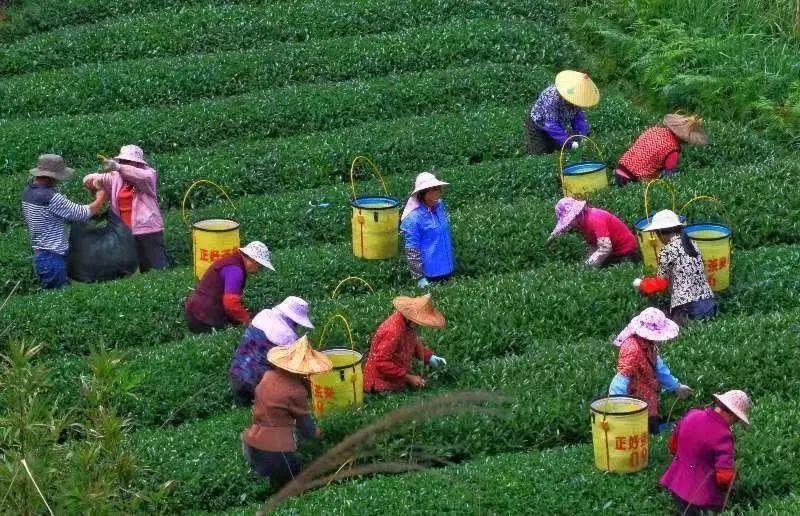 △軍營村茶農(nóng)在茶園采茶。