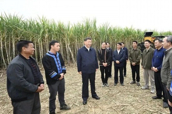 2023年12月14日，習近平總書記在廣西來賓市國家現代農業(yè)產業(yè)園黃安優(yōu)質“雙高”糖料蔗基地考察。