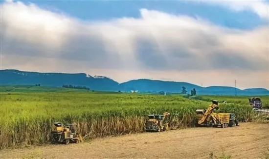 廣西來賓市興賓區(qū)鳳凰鎮(zhèn)黃安村“雙高”糖料蔗基地里，收割機手正在機械化砍收糖蔗。