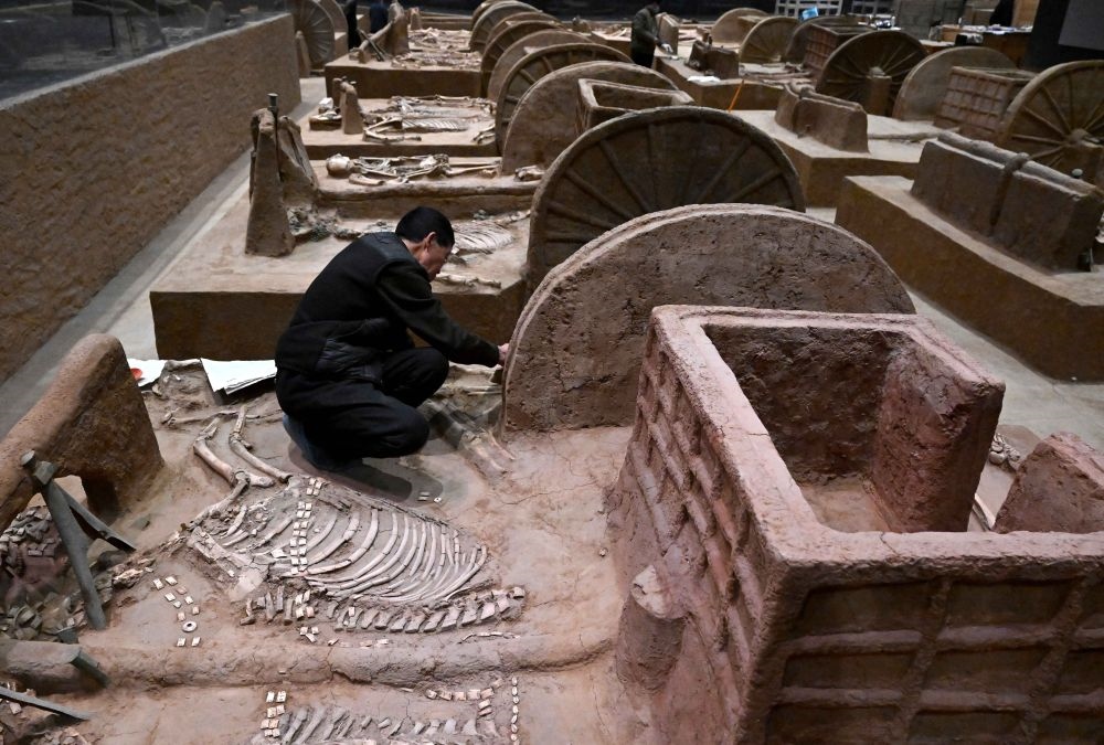工作人員在殷墟博物館新館的展廳內(nèi)修復(fù)車馬遺跡（2月23日攝）。