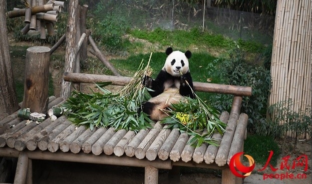 “福寶”享用新鮮的竹子。人民網(wǎng) 李帆攝
