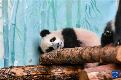 這是3月8日在俄羅斯莫斯科動物園拍攝的大熊貓“喀秋莎”。新華社記者 曹陽 攝