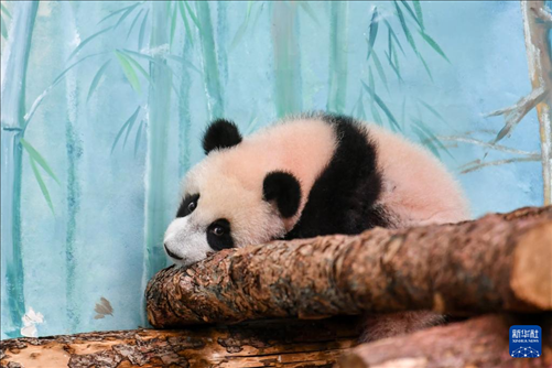 這是3月8日在俄羅斯莫斯科動物園拍攝的大熊貓“喀秋莎”。新華社記者 曹陽 攝