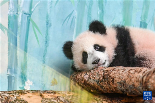這是3月8日在俄羅斯莫斯科動物園拍攝的大熊貓“喀秋莎”。新華社記者 曹陽 攝
