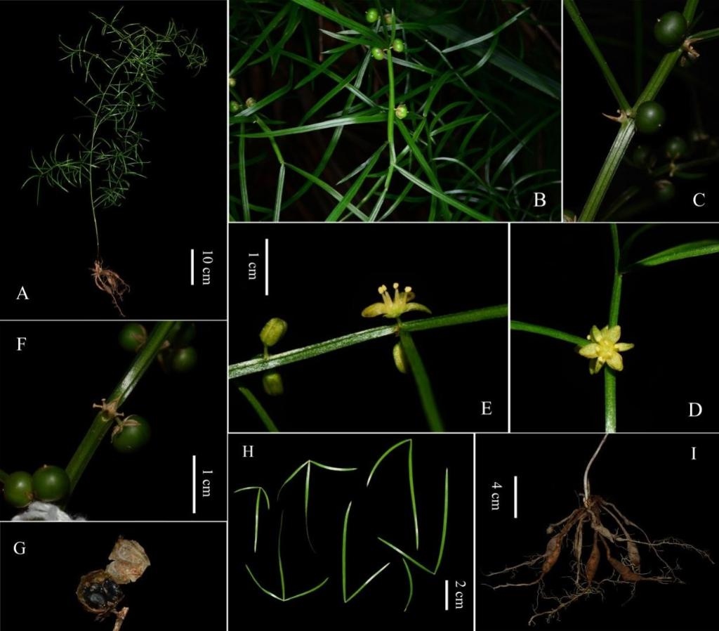 圖為大別山天門冬的形態(tài)特征。（中國科學(xué)院武漢植物園供圖）