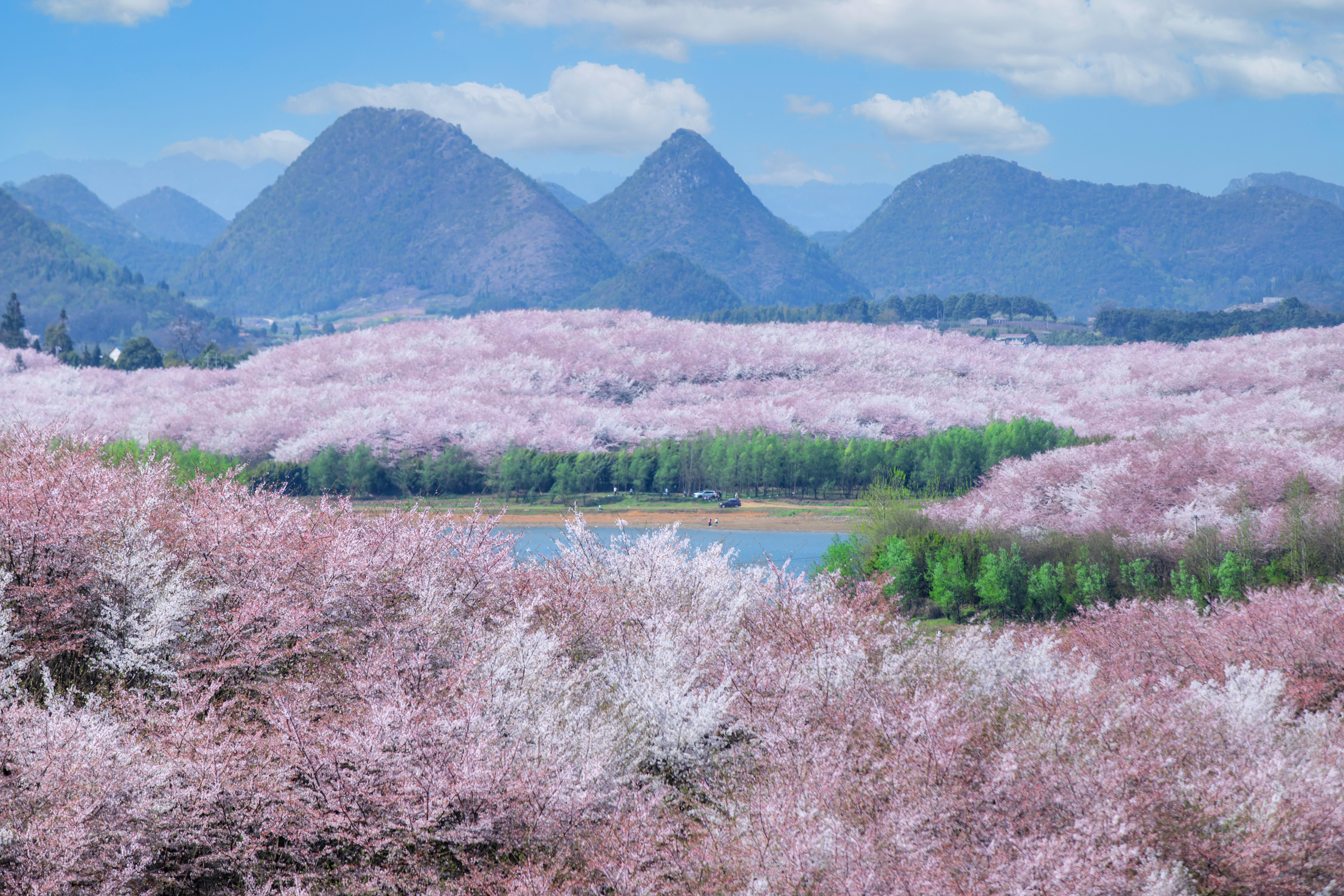 貴安櫻花園內(nèi)萬(wàn)畝櫻花盛放。楊明亮 攝