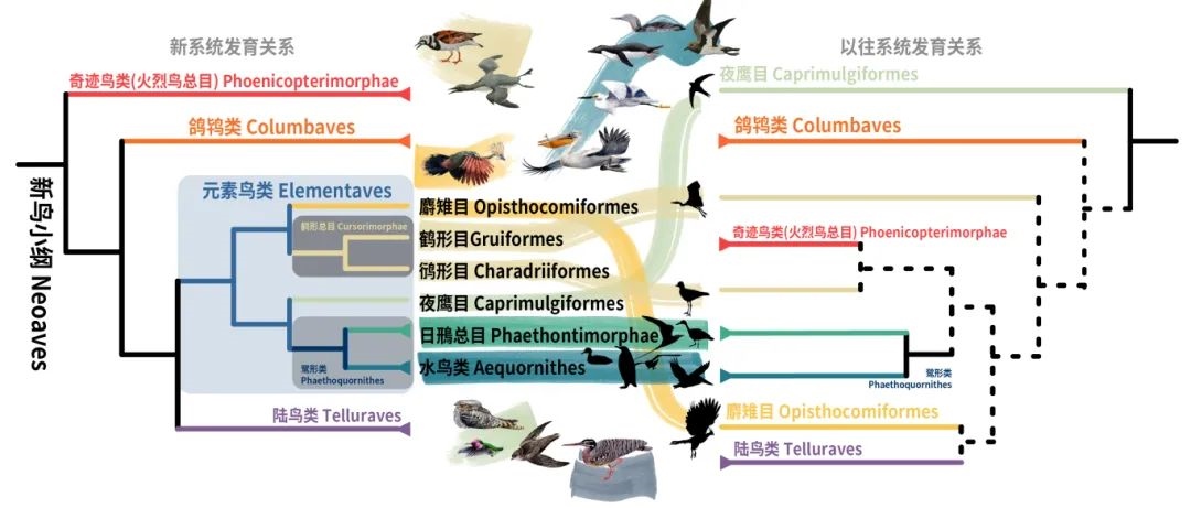 新鳥小綱主要類群的分類變動。浙江大學供圖