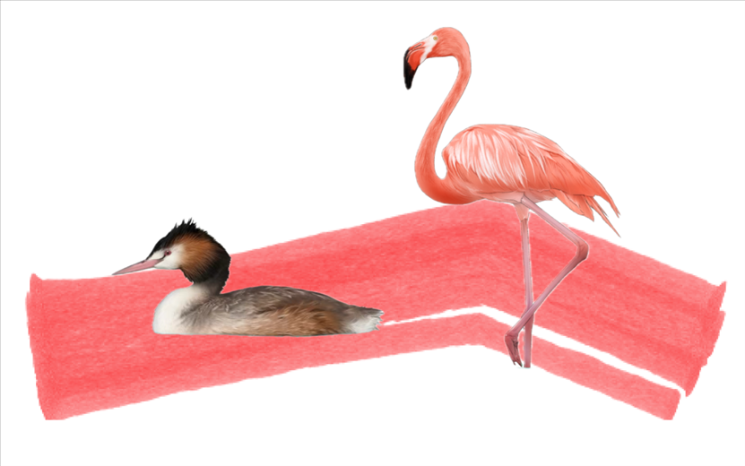 奇跡鳥類（火烈鳥總目）。浙江大學供圖