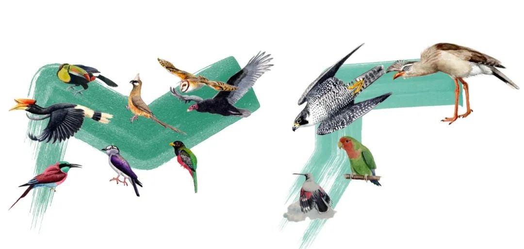 陸鳥類。浙江大學供圖