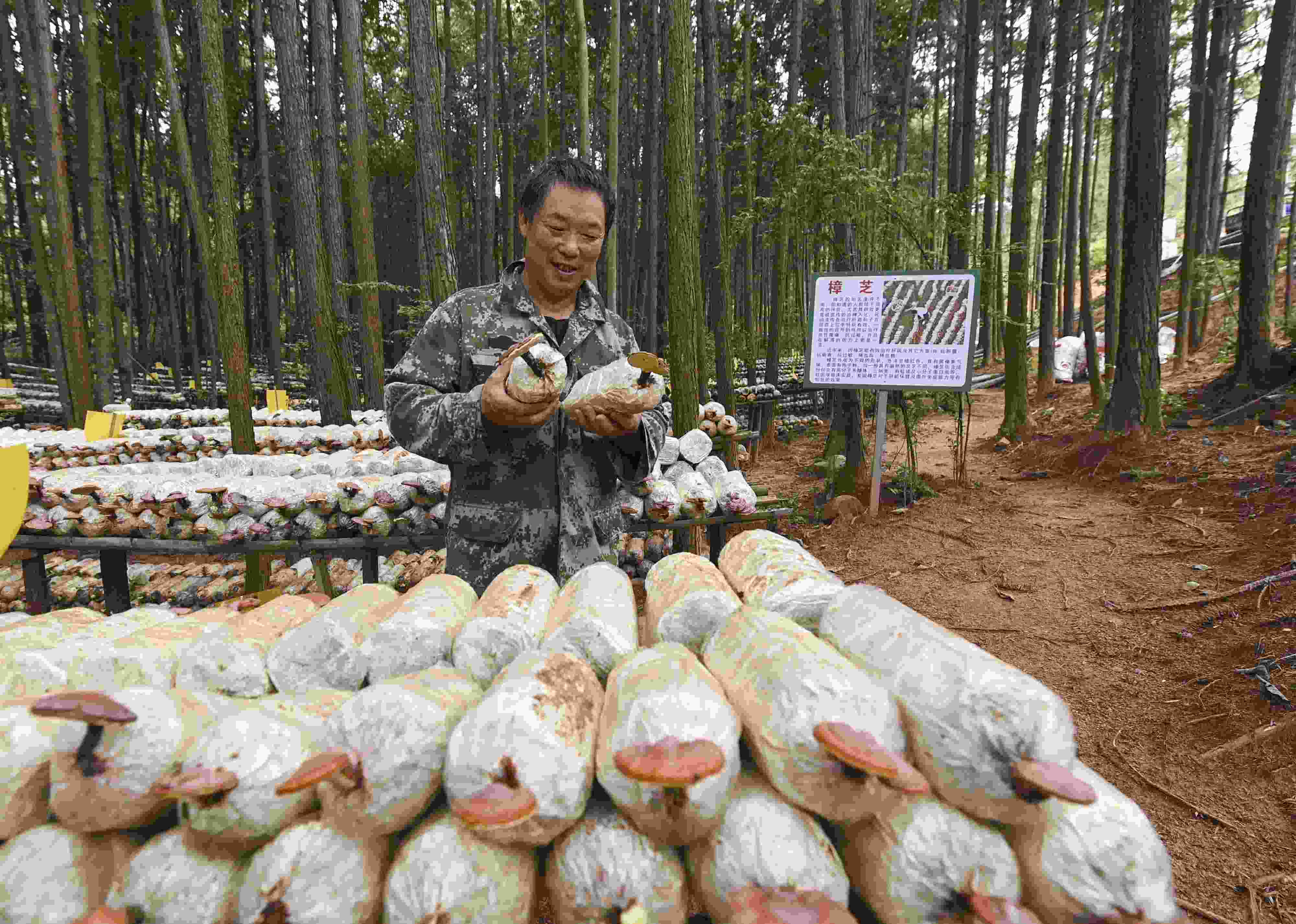 2023年9月21日，江西省撫州市，廣昌縣旴江生態(tài)公益林場，種植戶正在查看樟芝等食用菌的生長情況。