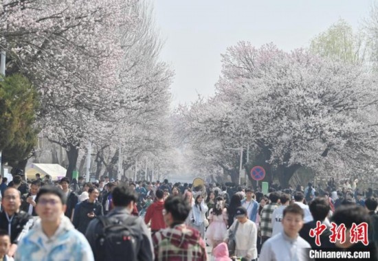 4月21日，大量游客來(lái)到吉林大學(xué)南嶺校區(qū)賞花。張瑤 攝