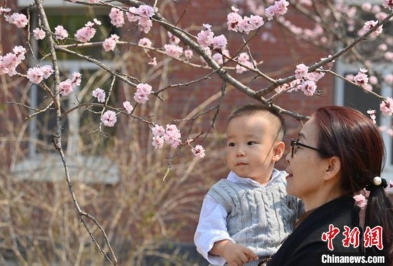 4月21日，游客在吉林大學(xué)南嶺校區(qū)賞花。張瑤 攝
