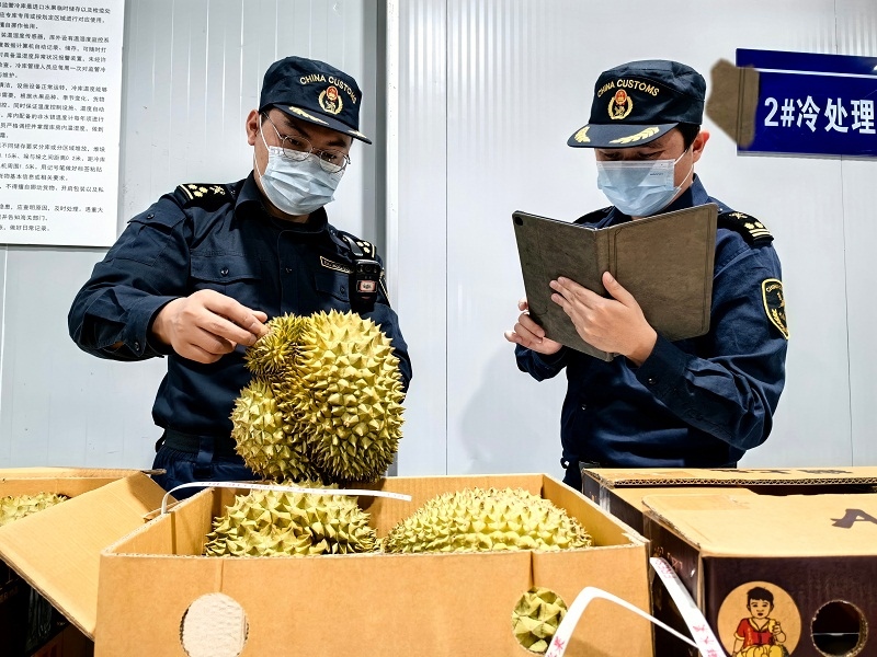 海關關員對中老鐵路裝載進境榴蓮進行查驗。黃中磊攝