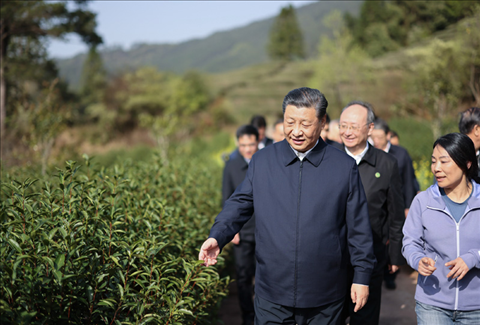 2021年3月22日下午，習(xí)近平在福建省南平市武夷山市星村鎮(zhèn)燕子窠生態(tài)茶園，察看春茶長(zhǎng)勢(shì)，了解當(dāng)?shù)夭璁a(chǎn)業(yè)發(fā)展情況。