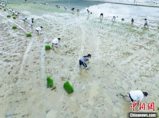 圖為5月21日，航拍綏陽縣旺草中學(xué)學(xué)生在旺草萬畝大壩體驗(yàn)插秧。唐哲 攝