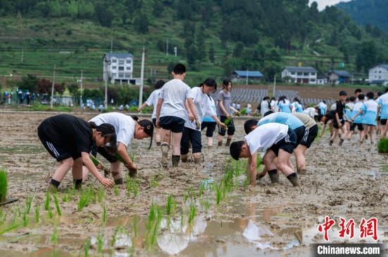圖為5月21日，綏陽縣旺草中學(xué)學(xué)生在旺草萬畝大壩體驗(yàn)插秧。唐哲 攝