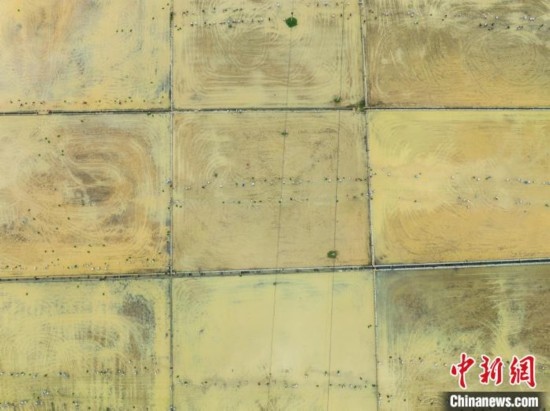 圖為5月21日，航拍綏陽縣旺草中學(xué)學(xué)生在旺草萬畝大壩體驗(yàn)插秧。唐哲 攝