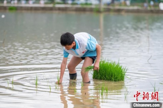 圖為5月21日，一名學(xué)生在綏陽縣旺草萬畝大壩體驗(yàn)插秧。唐哲 攝
