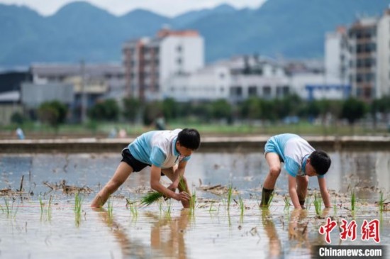 圖為5月21日，兩名學(xué)生在綏陽縣旺草萬畝大壩體驗(yàn)插秧。唐哲 攝