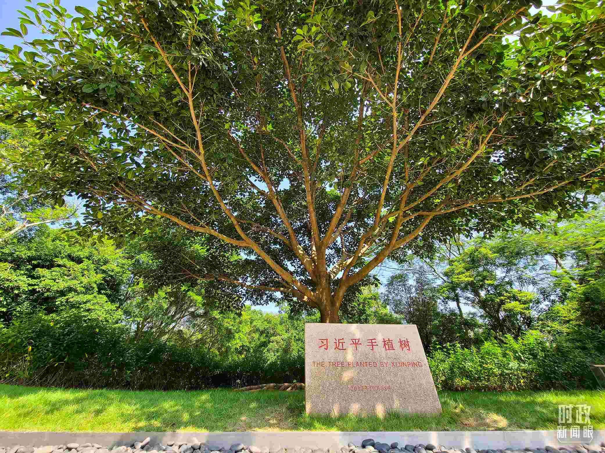 習(xí)近平2012年在深圳蓮花山公園種下的高山榕樹(shù)已枝繁葉茂。（總臺(tái)央視記者趙化拍攝）