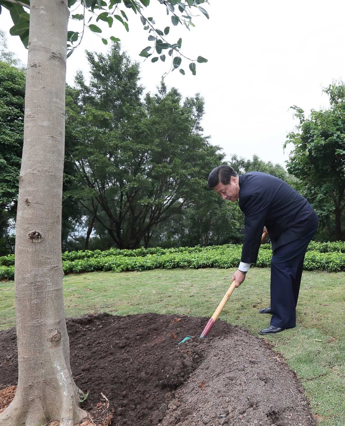 2012年12月8日，習近平在深圳蓮花山公園種下一棵高山榕樹。