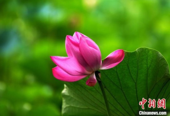 6月19日，時(shí)值一年畢業(yè)季，四川大學(xué)望江校區(qū)荷花池里的荷花盛開(kāi)，成為了畢業(yè)生們的打卡圣地，吸引了眾多畢業(yè)生拍照留念。圖為盛開(kāi)的荷花。中新社記者 安源 攝