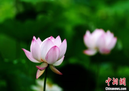 6月19日，時(shí)值一年畢業(yè)季，四川大學(xué)望江校區(qū)荷花池里的荷花盛開(kāi)，成為了畢業(yè)生們的打卡圣地，吸引了眾多畢業(yè)生拍照留念。圖為盛開(kāi)的荷花。中新社記者 安源 攝
