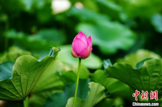 6月19日，時(shí)值一年畢業(yè)季，四川大學(xué)望江校區(qū)荷花池里的荷花盛開(kāi)，成為了畢業(yè)生們的打卡圣地，吸引了眾多畢業(yè)生拍照留念。圖為含苞待放的荷花。中新社記者 安源 攝