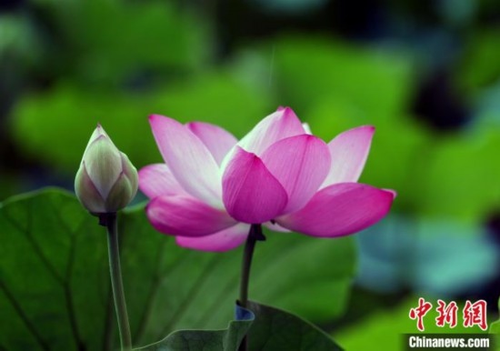 6月19日，時(shí)值一年畢業(yè)季，四川大學(xué)望江校區(qū)荷花池里的荷花盛開(kāi)，成為了畢業(yè)生們的打卡圣地，吸引了眾多畢業(yè)生拍照留念。圖為盛開(kāi)的荷花。中新社記者 安源 攝