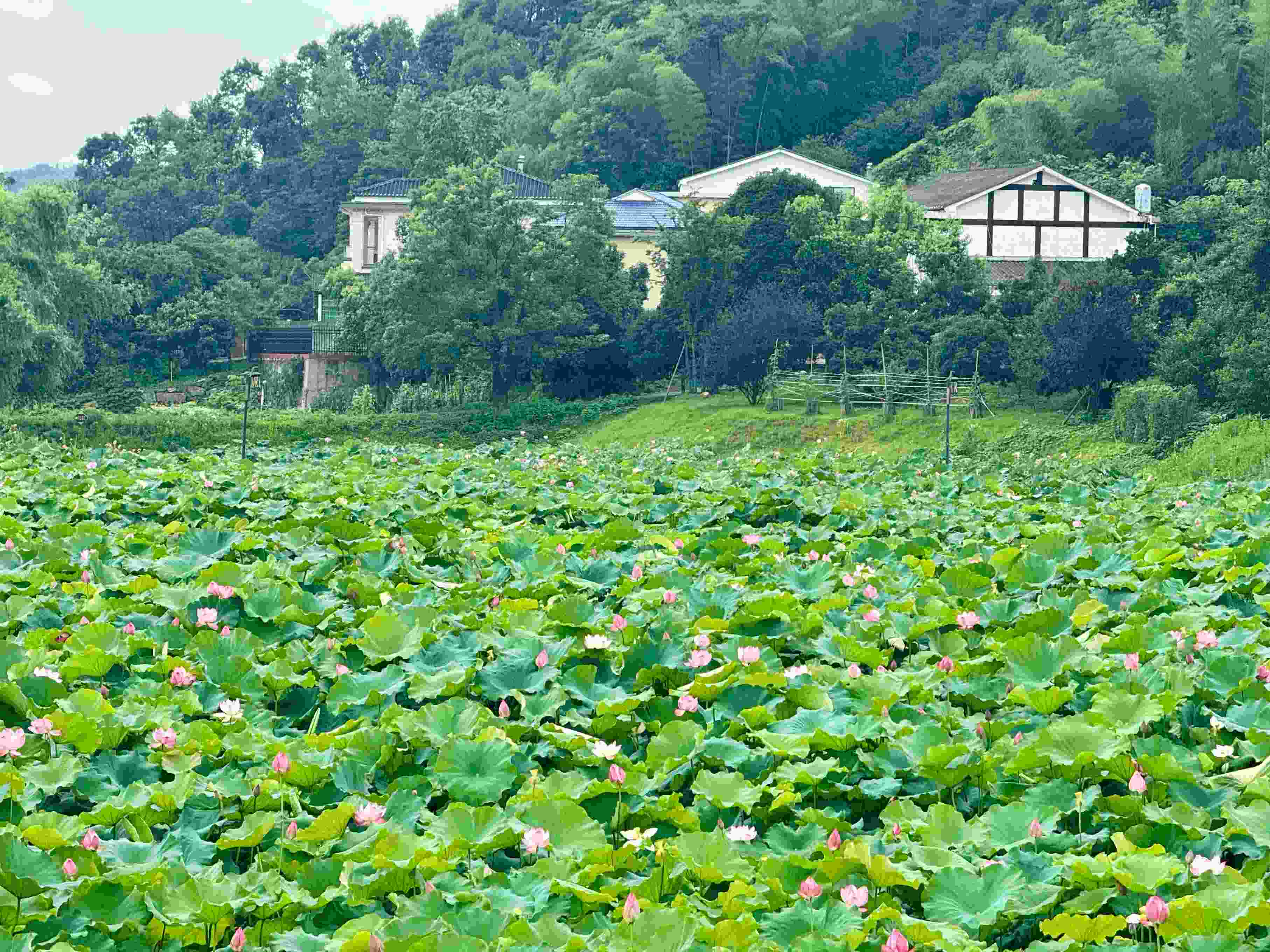 在湖南省益陽市清溪村，滿池荷花競相綻放。人民網(wǎng)記者 劉微攝