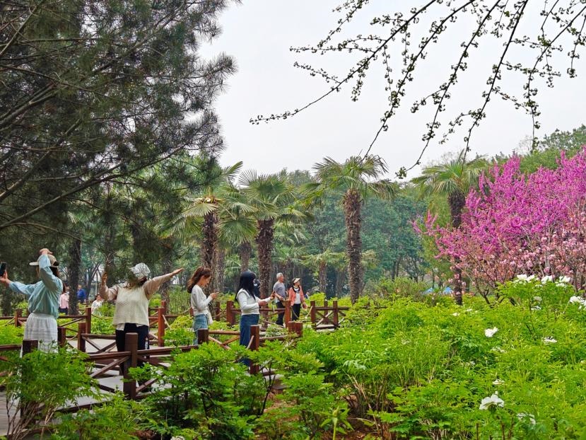 在河南省洛陽市中國國花園，游客漫步花海、自拍留念。人民網(wǎng) 王雅蝶攝
