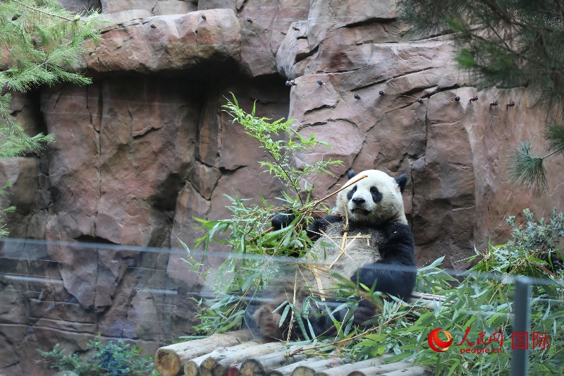 2、“云川”和“鑫寶”落戶圣迭戈動物園，開啟了新一輪中美大熊貓保護合作。 人民網(wǎng)記者 李志偉攝 (1)