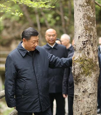 2020年4月，習(xí)近平總書(shū)記來(lái)到位于商洛市柞水縣的秦嶺牛背梁國(guó)家級(jí)自然保護(hù)區(qū)，考察秦嶺生態(tài)保護(hù)情況。新華社記者 鞠鵬 攝