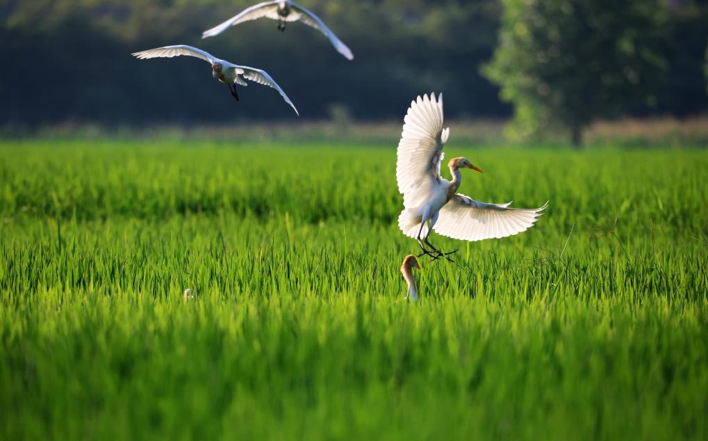 2023年8月7日，鷺鳥(niǎo)在山東省臨沂市郯城縣郯城街道水稻田間飛舞。新華社發(fā)（張春雷 攝）