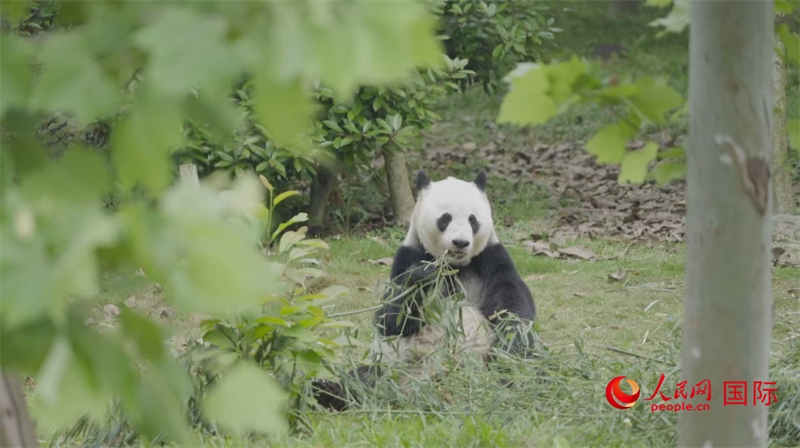 成都大熊貓繁育研究基地的熊貓。人民網(wǎng)記者 張榮攝