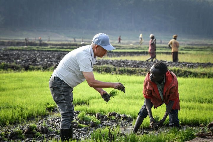 2024年8月14日，在盧旺達南方省胡耶區(qū)的中國援盧旺達農(nóng)業(yè)技術(shù)示范中心，水稻專家鄭瑞金（左）在稻田里指導(dǎo)當(dāng)?shù)氐巨r(nóng)進行秧苗移栽。新華社記者 韓旭 攝