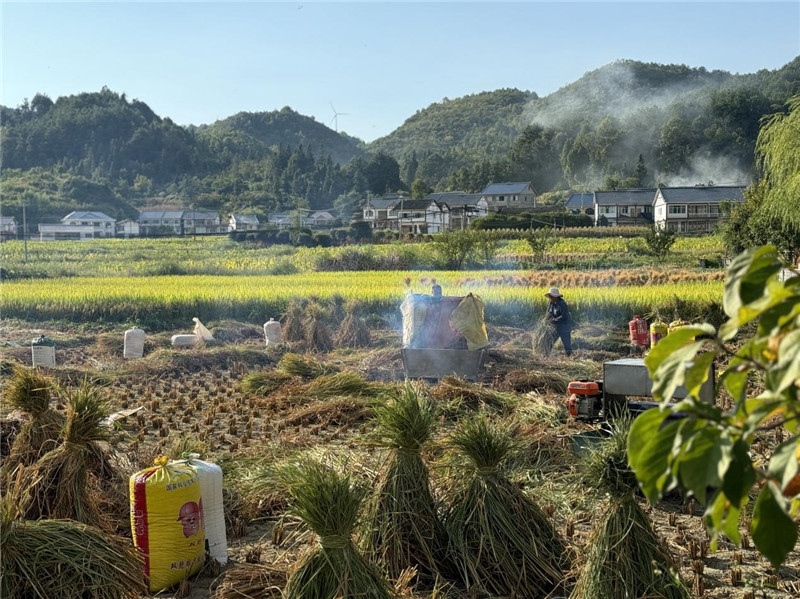 “豐收”是秋天的關(guān)鍵詞，田間煙火氣，最撫凡人心。打谷機(jī)、蛇皮袋、抱稻禾、捆秸稈……這是鄉(xiāng)土中國(guó)廣大農(nóng)村收割稻谷的經(jīng)典場(chǎng)景，也是不少干過(guò)農(nóng)活的人的獨(dú)家記憶。告別了打谷機(jī)，擁抱機(jī)械化，改變的是生產(chǎn)工具，不變的是三農(nóng)情懷。農(nóng)為邦本，本固邦寧，每一個(gè)親吻土地、珍惜糧食的日子都值得被尊敬，被緬懷，被憧憬。考察團(tuán)中的謝里克·科爾茹姆巴耶夫是《哈薩克斯坦實(shí)業(yè)報(bào)》的總編輯，也是一位“生活觀察家”，田間里揮汗收割的村民引起了他的興趣，他感嘆道：人們勞作的過(guò)程總是令人賞心悅目。這就是中外共鳴的“鄉(xiāng)愁”吧。 （烏茲別克斯坦《人民言論報(bào)》副總編輯魯斯蘭·肯扎耶夫攝）