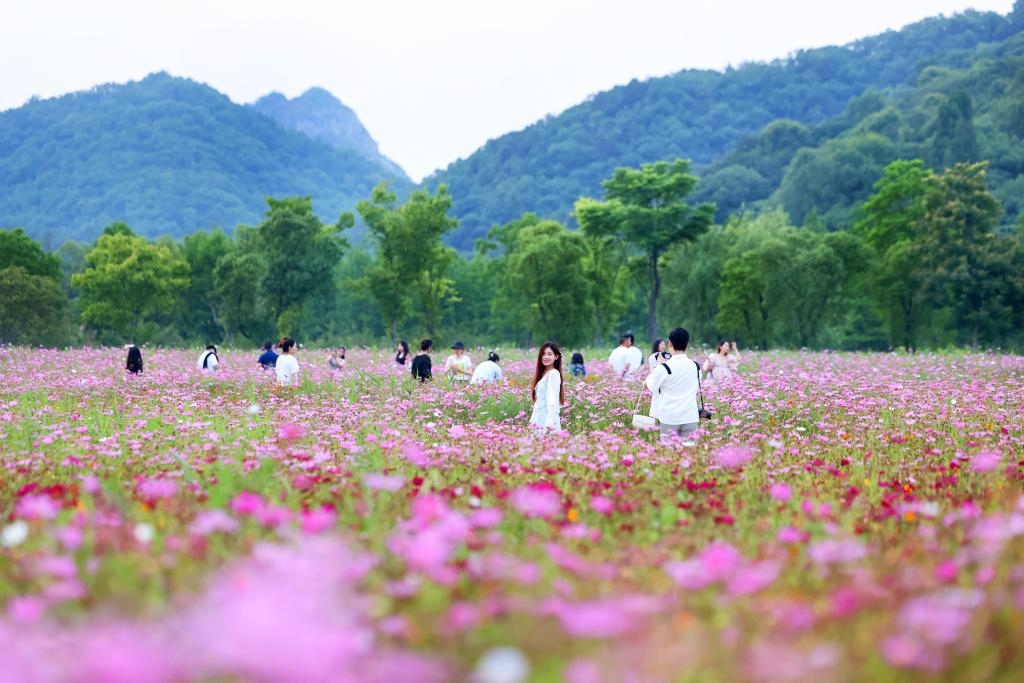 6月8日，游人在浙江省杭州市西湖區(qū)雙浦鎮(zhèn)銅鑒湖畔的花海中游覽。新華社發(fā)（周方玲 攝）