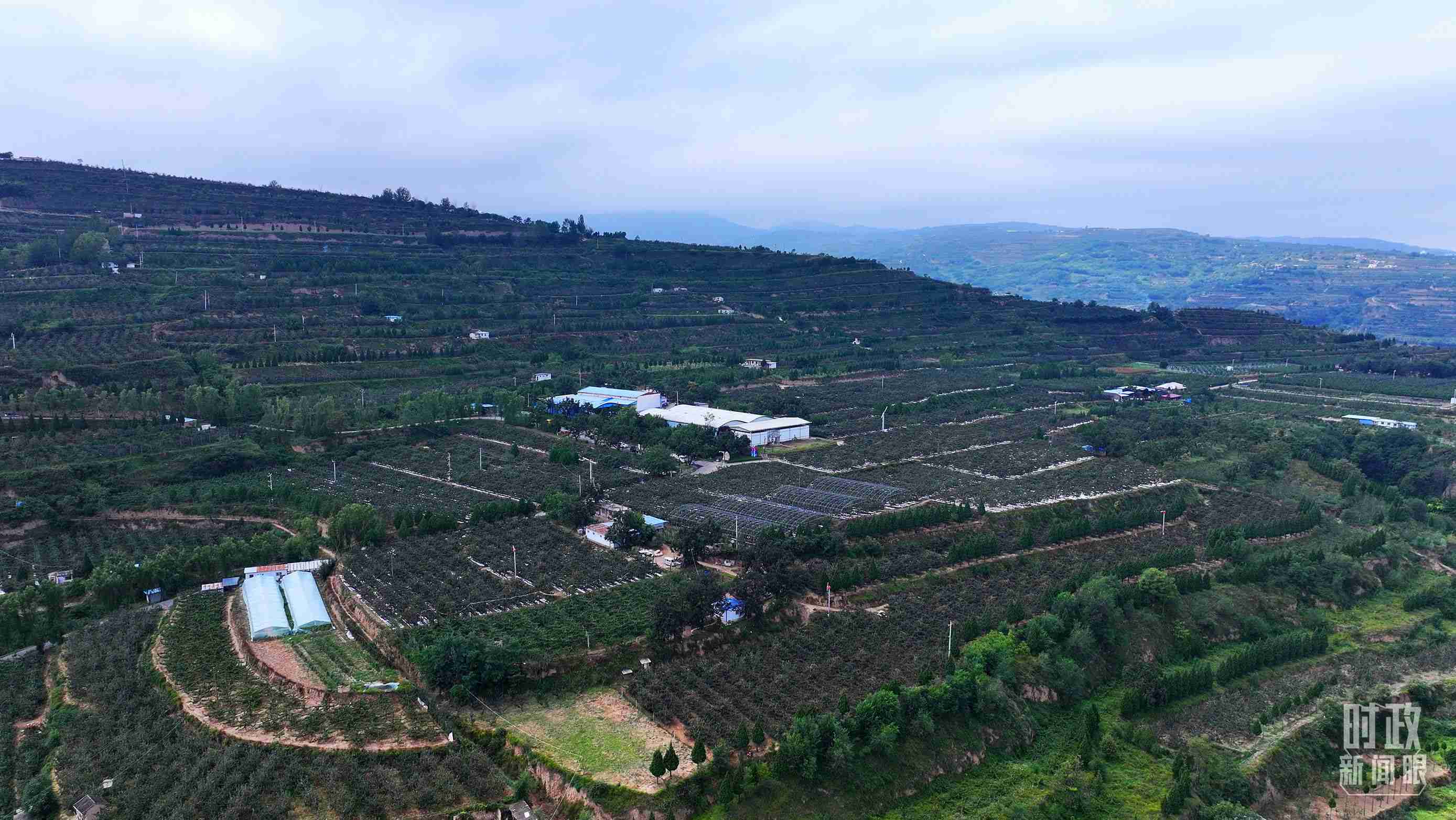 △ 麥積區(qū)南山花牛蘋果基地。（總臺央視記者范凱拍攝）
